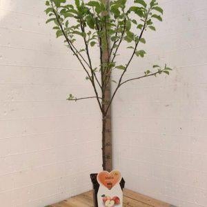 appelboom in pot, Minder dan 100 cm, Lente, In pot, Ophalen of Verzenden