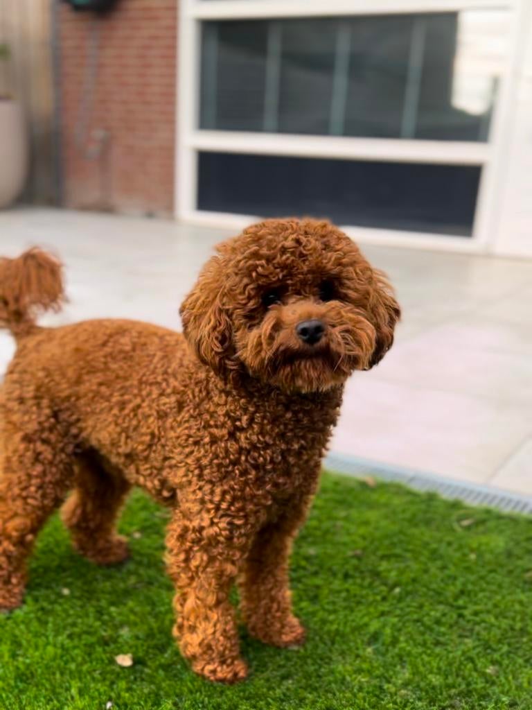 toy poedel dekreu met fci stamboom, Reu, 1 tot 2 jaar, Parvo, Eén hond