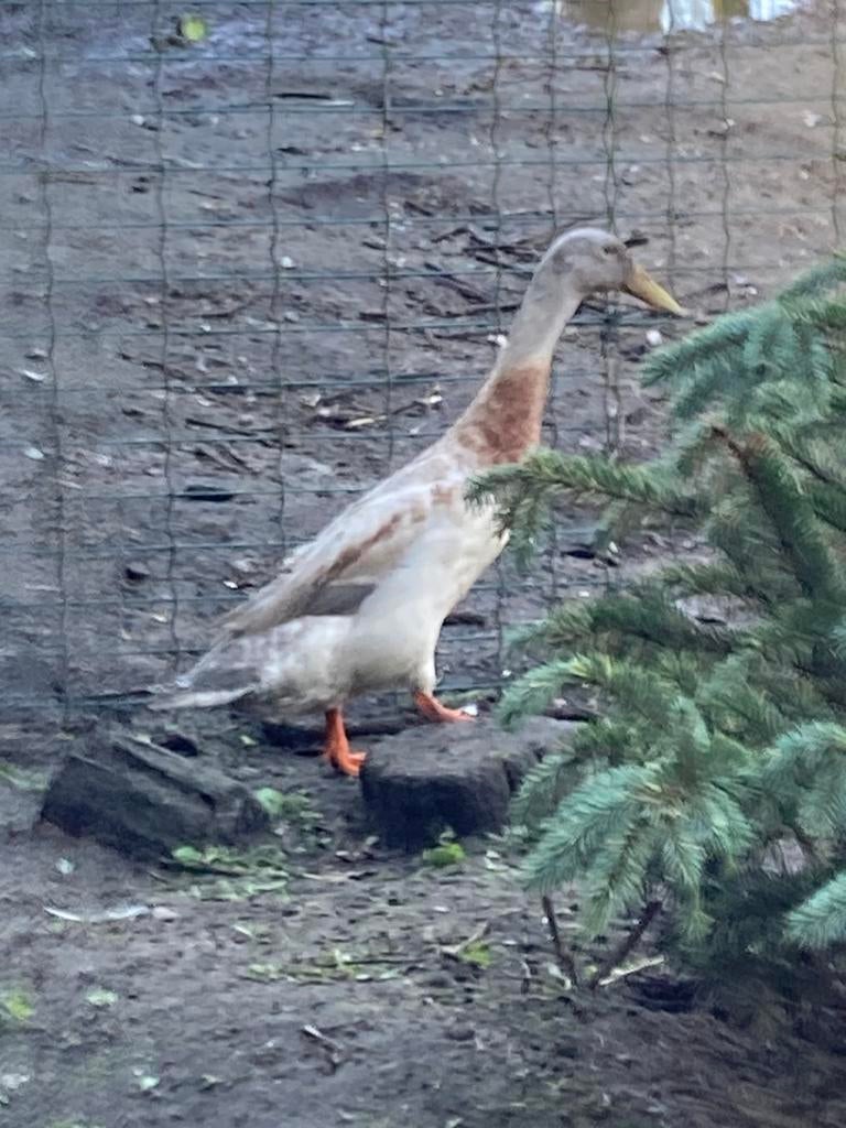 Loopeenden, Mannelijk, Eend