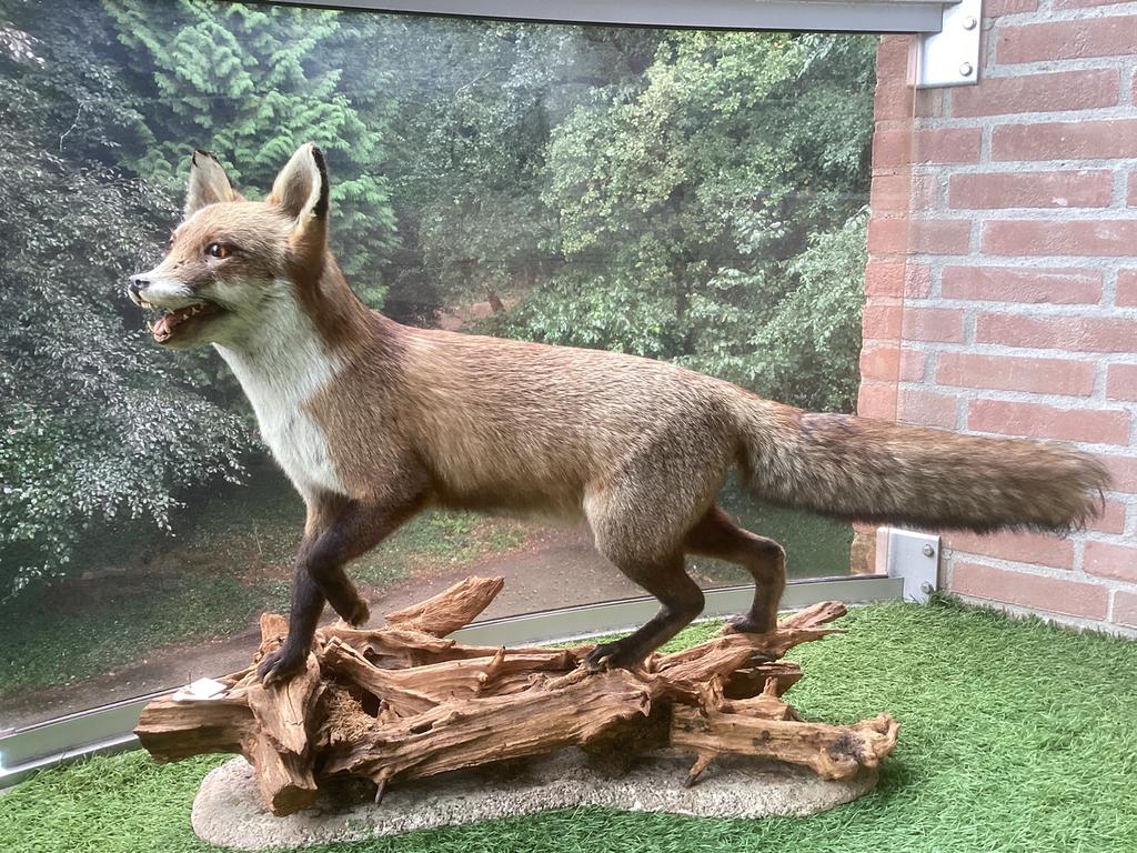Opgezette vos, Ophalen of Verzenden, Zo goed als nieuw, Wild dier, Opgezet dier