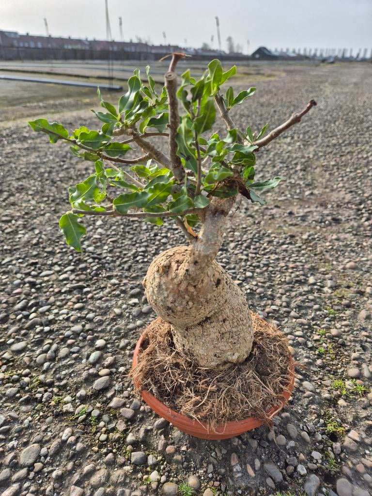 Caudex Fockea Edulis XXL p17 (1), Huis en Inrichting, Kamerplanten, Ophalen of Verzenden, Halfschaduw, Minder dan 100 cm