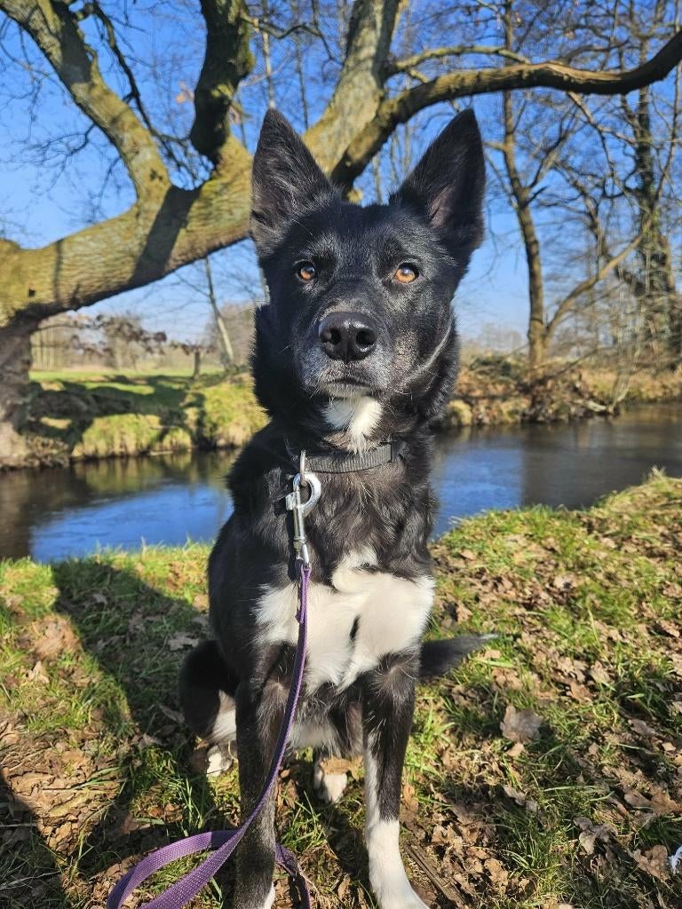 .  Shiva – actief, aanhankelijk en klaar voor haar 2de kans, Parvo, 1 tot 2 jaar, Teef, Eén hond