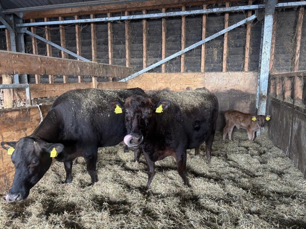 Te koop: 2 Wagyu koeien met 2 vaarskalveren, Dieren en Toebehoren, Vrouwelijk, 3 tot 6 jaar