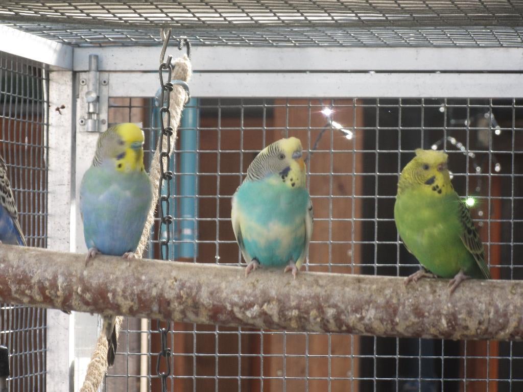 parkieten, Meerdere dieren, Parkiet, Geringd