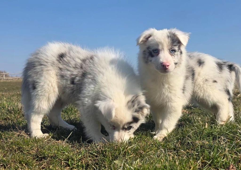 Border collie pups praachtige kleuren, België, 15 weken tot 1 jaar, Collie, Parvo