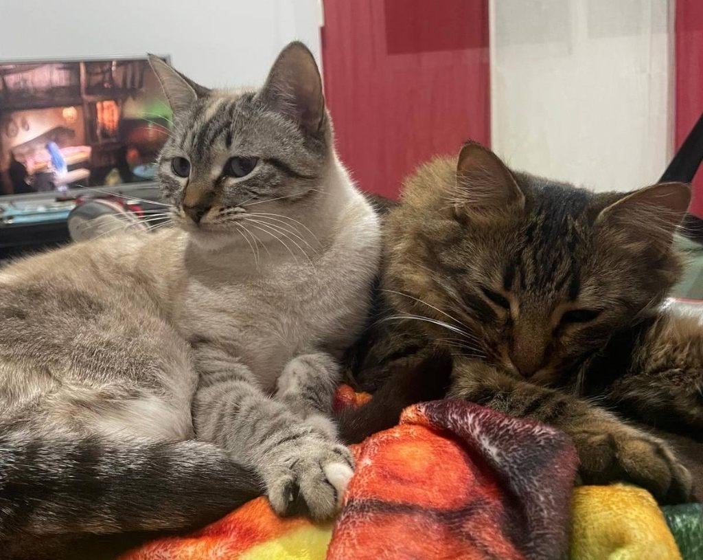 Aslan, 23-3-2024, Dama 20-3-25 samen naar een huisje, Meerdere dieren, Kortharig, 0 tot 2 jaar