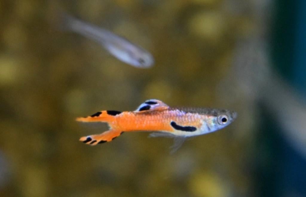 Hobbyaquarium Poec Wingei Red Scarlet, Vis, Zoetwatervis, Schoolvis