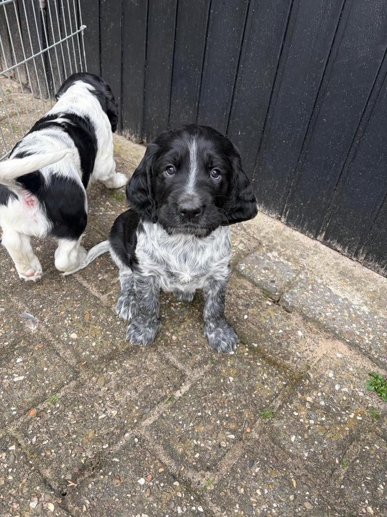 4 prachtige pups van goed bejaagde ouders, 8 tot 15 weken, Meerdere, Meerdere dieren, Nederland