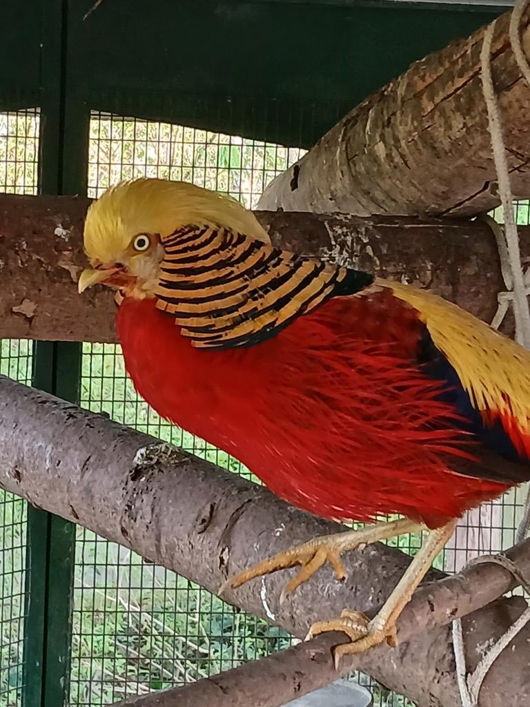 Goudfazanten 1 man 2 vrouwtjes, Meerdere dieren, Parkiet