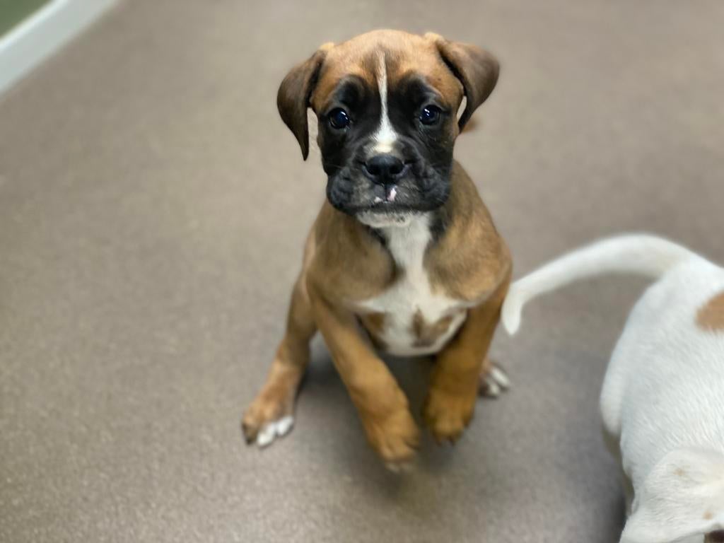 Boxer pups reutjes, 8 tot 15 weken, Meerdere, Nederland, Particulier