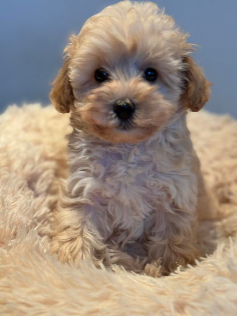 Prachtige pups ( Maltezer met Dwergpoedel ) Maltipoo, Poedel, Parvo, Nederland, 8 tot 15 weken