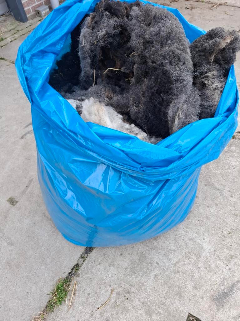 Zwarte en bonte wol gratis af te halen, Vrouwelijk, Schaap