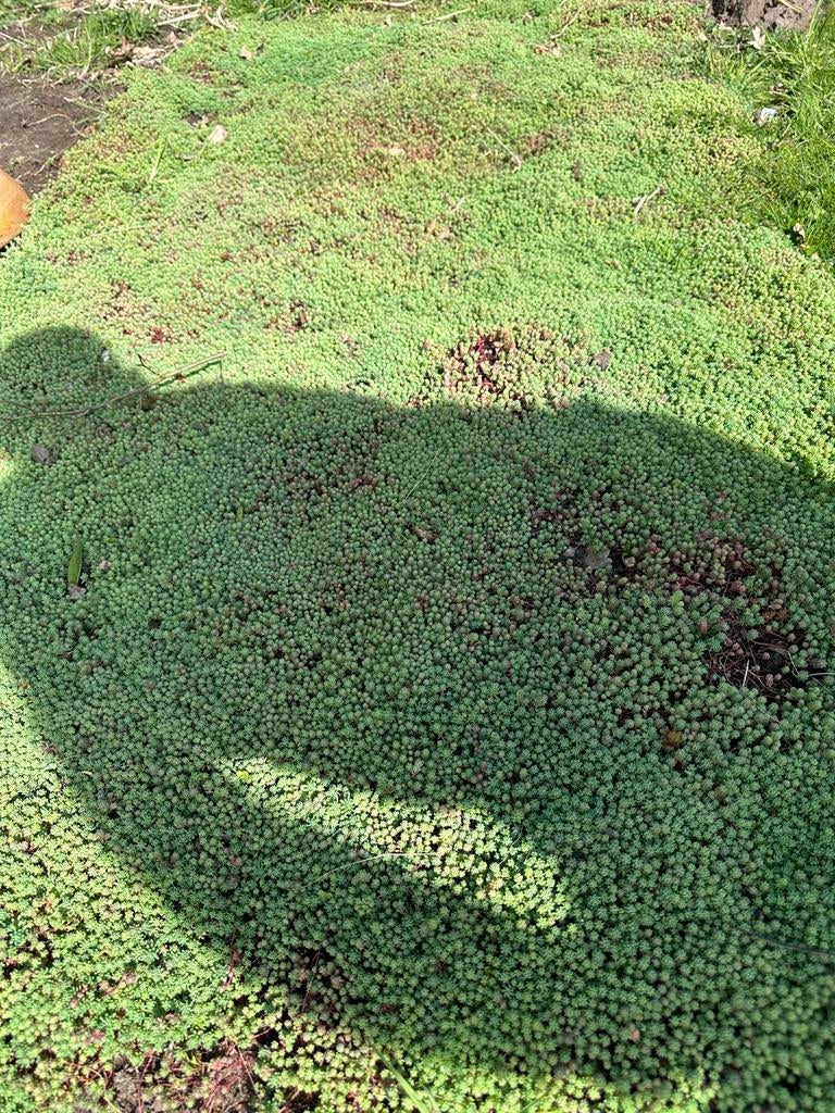 Sedum lichtgewicht met drainagemat en substraatrol, Bodembedekkers, Volle zon, Vaste plant, Ophalen of Verzenden