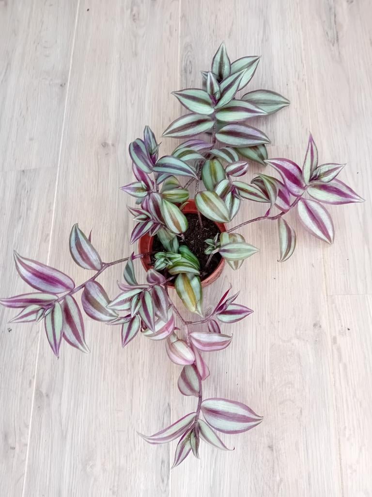 Kamerplant, Huis en Inrichting, Kamerplanten, Ophalen of Verzenden, Halfschaduw, Minder dan 100 cm