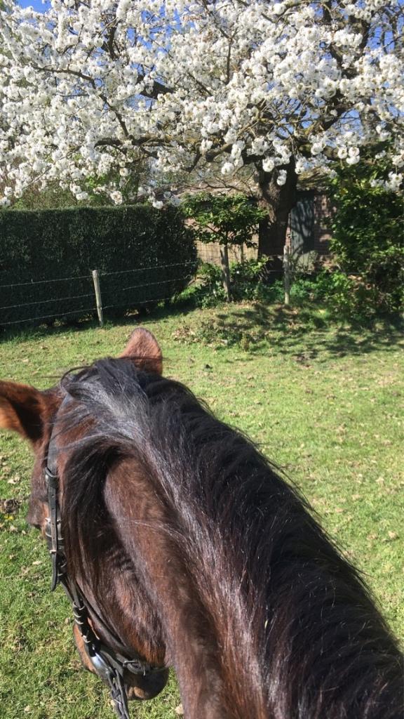 Verzorgpony gezocht!, Dieren en Toebehoren, Ophalen