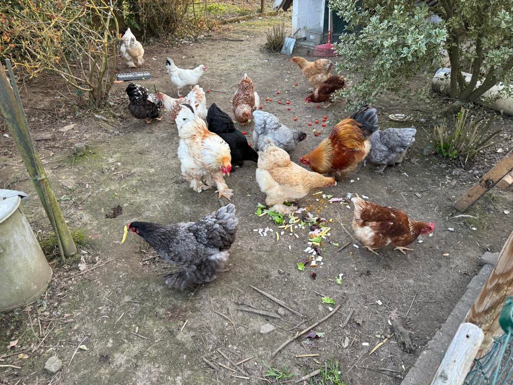 Diverse broedeieren 1€ per stuk, Dieren en Toebehoren, Pluimvee, Geslacht onbekend, Kip