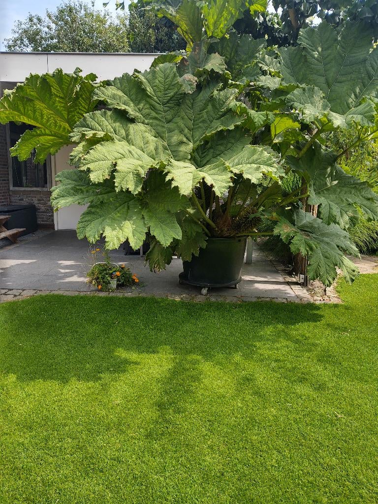 Gunnera Manicata!, Volle zon, Vaste plant, Zomer, Ophalen