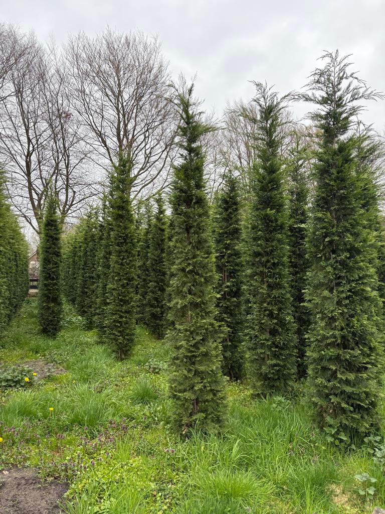 Haagconiferen Cupress Leylandii en Thuja Brabant, Ophalen, Conifeer, 250 cm of meer