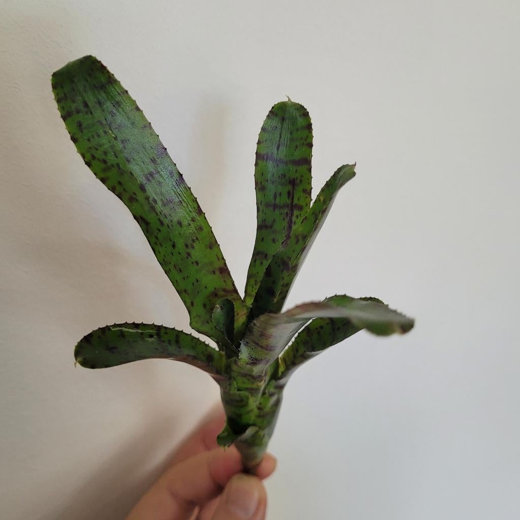 Neoregelia rubrifolia / terrarium plant, Ophalen of Verzenden, Halfschaduw, Minder dan 100 cm