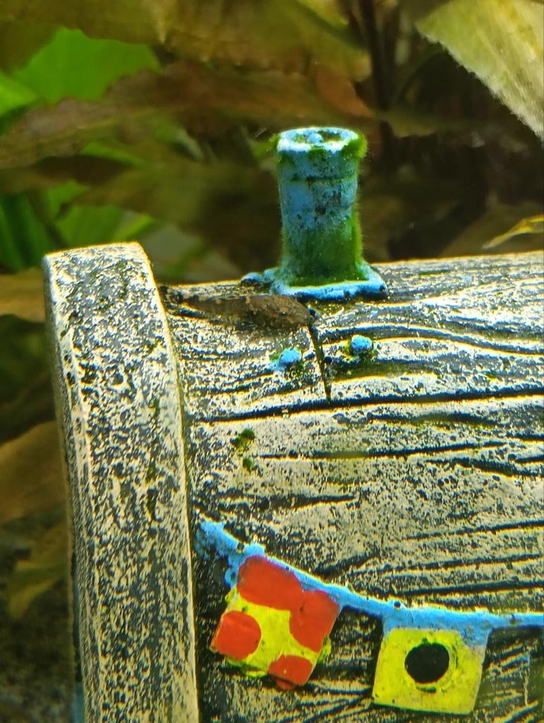 Baby algeneters vissen, Vis