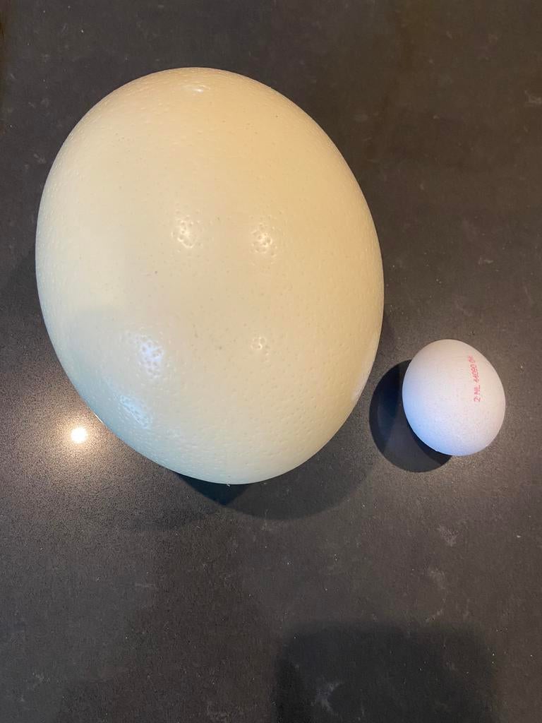 Struisvogel ei 27 eieren uitgeblazen leuk voor de pasen, Ophalen, Zo goed als nieuw