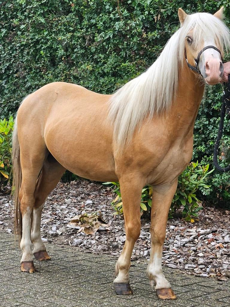 2 mooie palomino sectie a hengsten ter dekking., Hengst