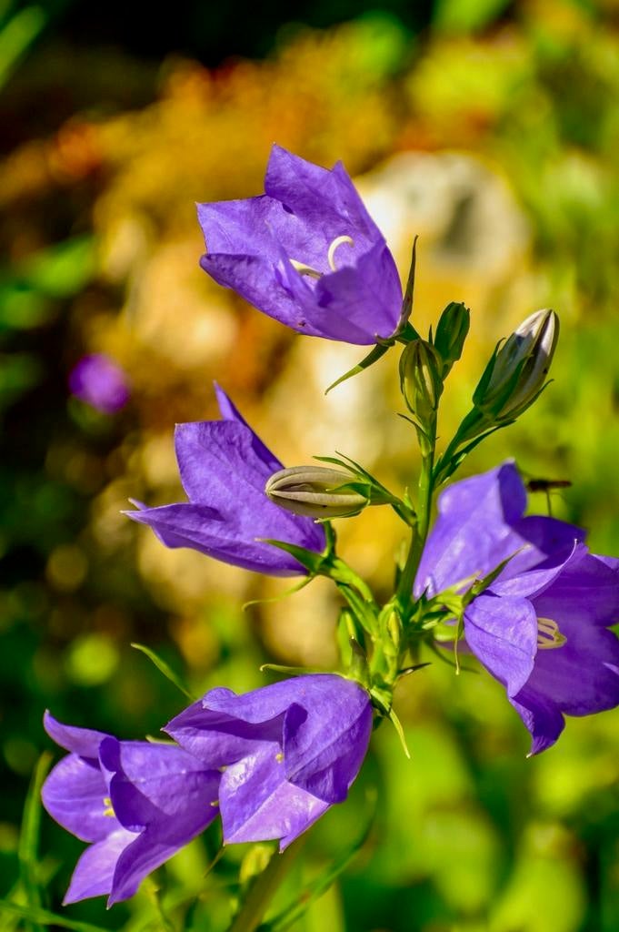 CAMPANULA uit Biologische tuin. Vaste plant, Tuin en Terras, Vaste plant, Halfschaduw, Zomer, Ophalen