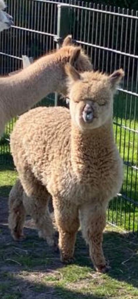 Alpaca’s tekoop, Dieren en Toebehoren, Overige Dieren, Augustus, Mannelijk