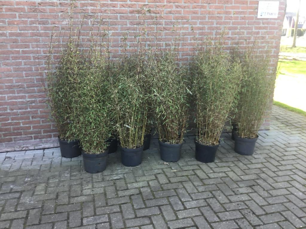 Fargesia Jiuzhaigou 8, niet woekerende bamboe!!!, Tuin en Terras, Planten | Struiken en Hagen, Haag, Bamboe, 100 tot 250 cm, Ophalen