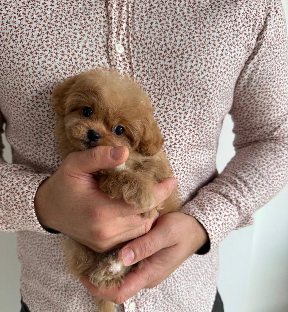 Exclusieve Maltipoo F1 pup ( Maltezer/Asian Toy Poedel), Particulier, Overige rassen, 8 tot 15 weken, Buitenland