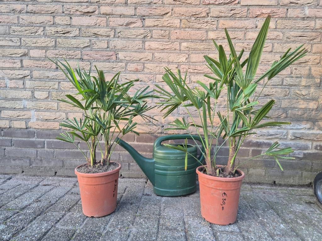 🌴 Dubbelstam 2stammig palmboom Trachycarpus Fortunei, Lente, Minder dan 100 cm, Palmboom, Ophalen