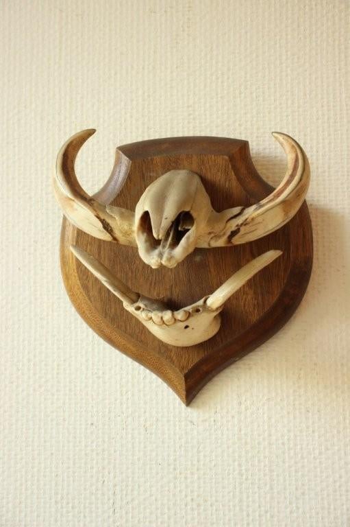 Taxidermie Afrikaans wrattenzwijn tanden, Ophalen of Verzenden, Gebruikt, Opgezet dier