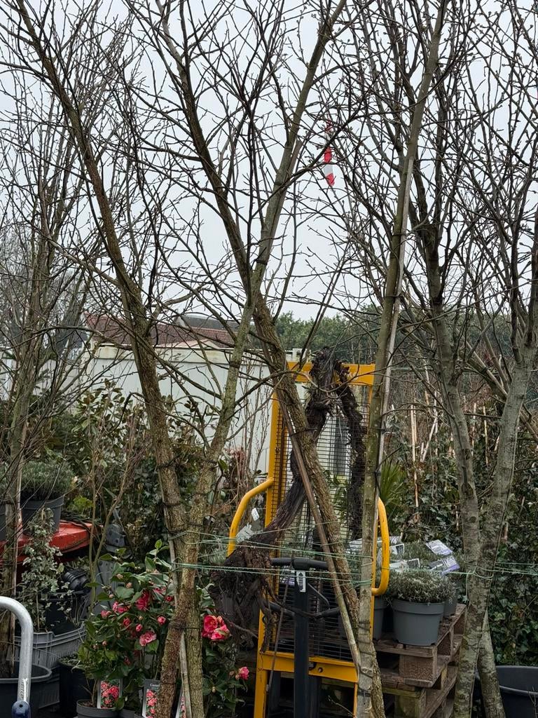 Liguidambars  amberboom hoog 4 meter komen er nog 4. Aan, Bloeit niet, Overige soorten, Ophalen, Volle zon