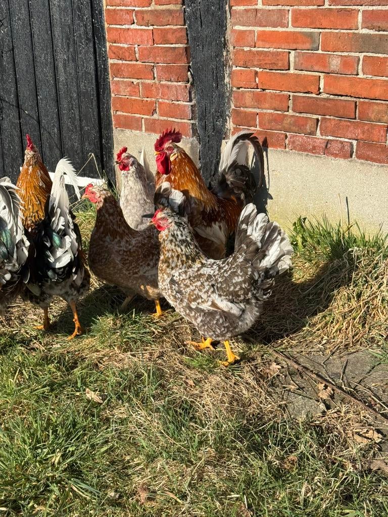 Broedeieren zweedse bloemkip bloemenkip kippen uitbroeden, Geslacht onbekend, Kip