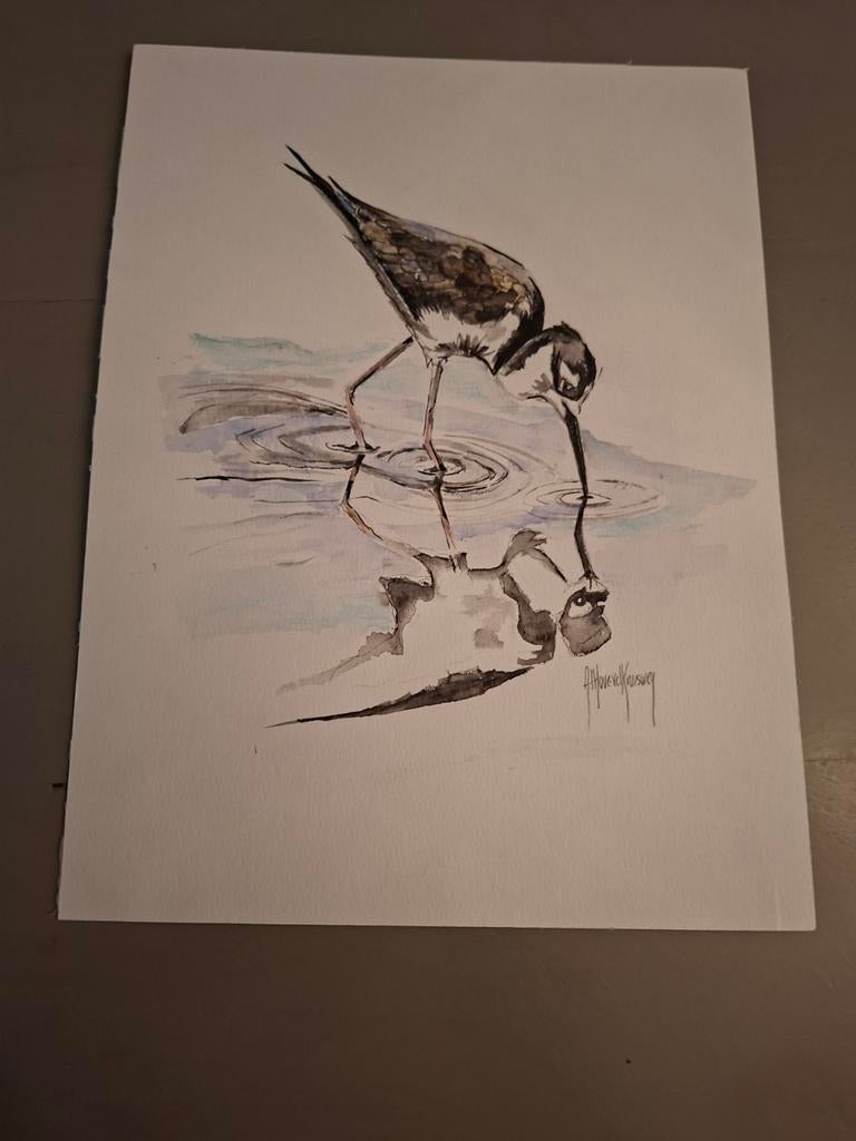 Aquarel tekening strandloper A4, Ophalen of Verzenden