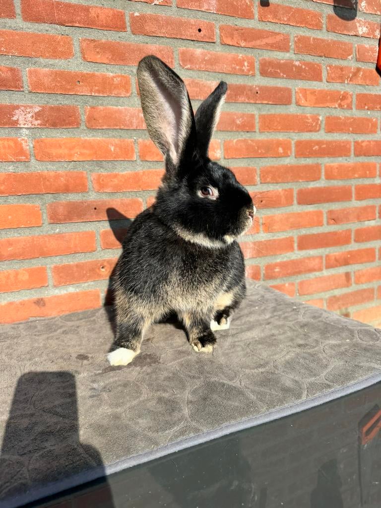 Duitse reuzen ram, Dieren en Toebehoren, Konijnen, Mannelijk, Groot, 0 tot 2 jaar