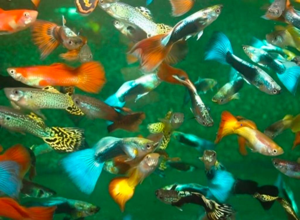 Gezocht, gratis guppen, Dieren en Toebehoren, Vissen | Aquariumvissen, Vis