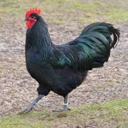 Prachtige Australorp raszuiver 9 maanden, Dieren en Toebehoren, Pluimvee, Mannelijk, Kip
