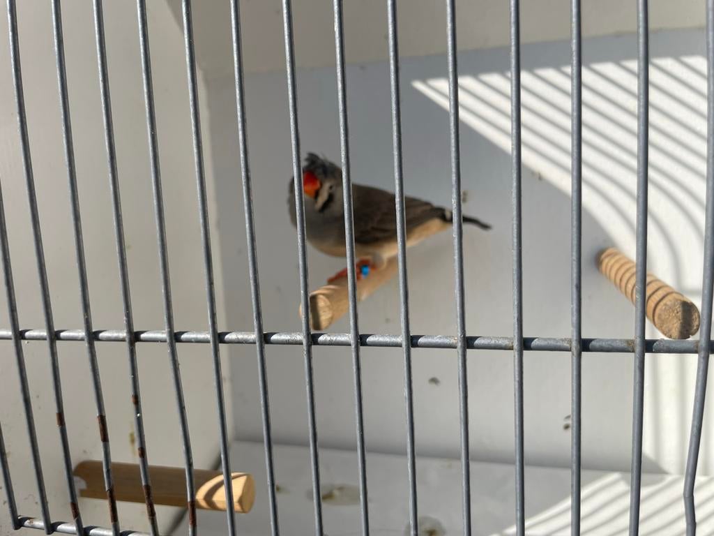 Zebravink kiuf pop, Dieren en Toebehoren, Vrouwelijk, Geringd