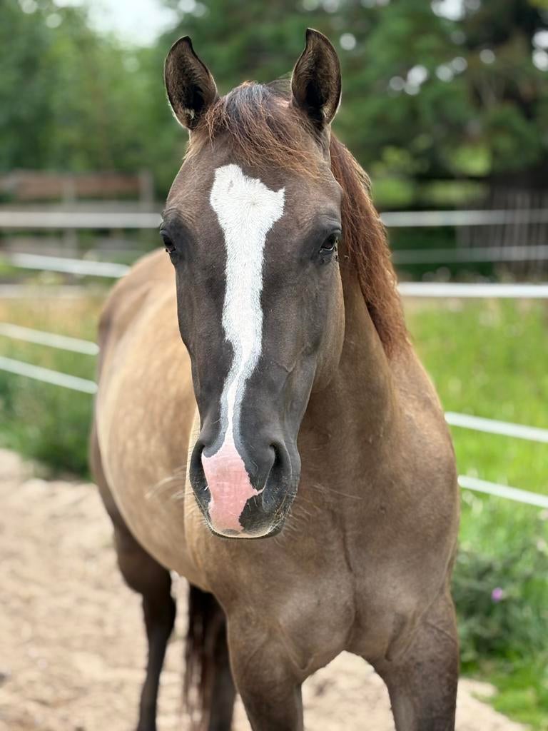 Grullo paint merrie, Dieren en Toebehoren, Merrie, Met stamboom, 3 tot 6 jaar, Onbeleerd