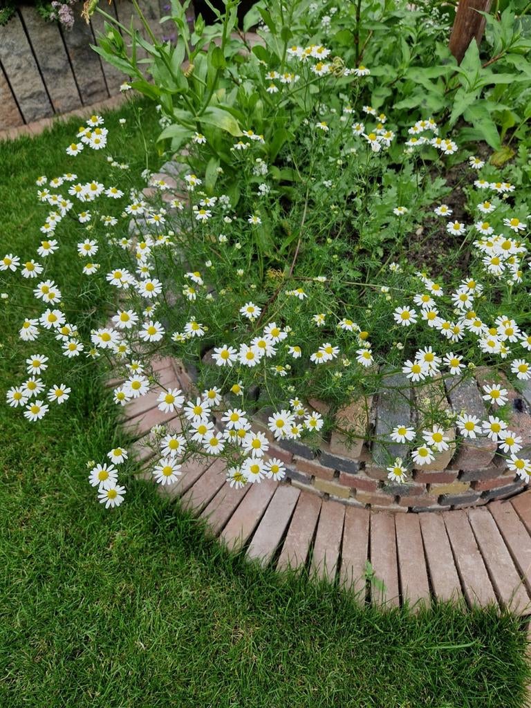 Echte kamille zaden, Ophalen of Verzenden