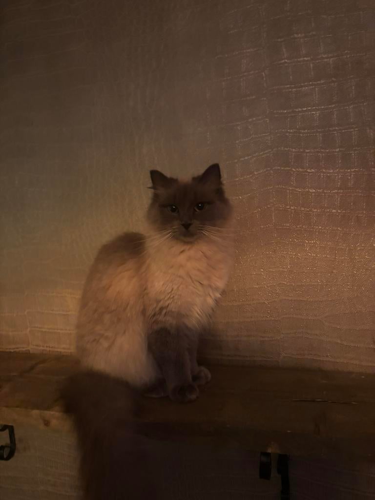Ragdoll herplaatser, Poes