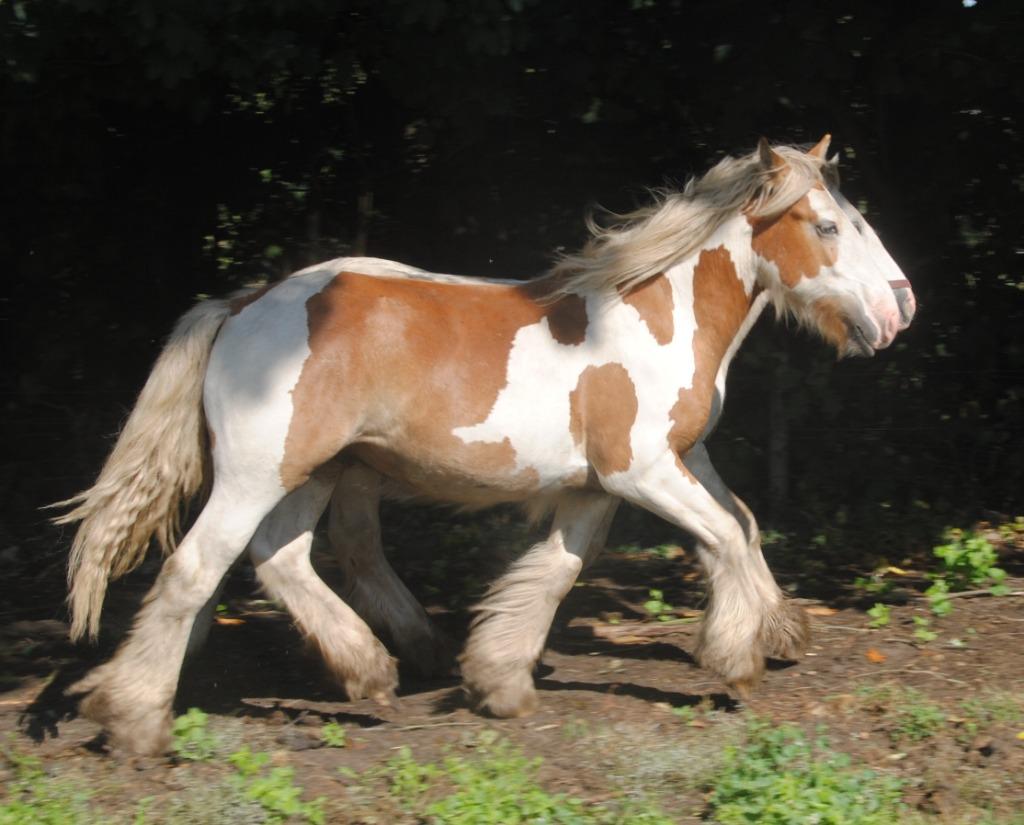Irish Cob / tinker ruinen en merries, Meerdere dieren