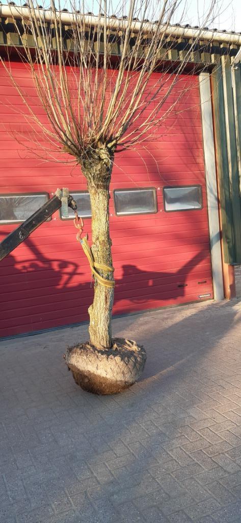 dakbomen en leibomen, Bloeit niet, Leiboom, 250 tot 400 cm, Ophalen