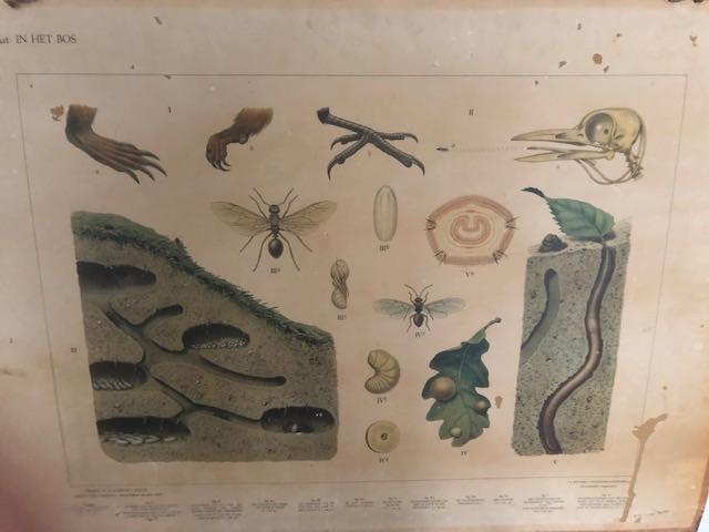 schoolplaten, Ophalen, Natuur en Biologie