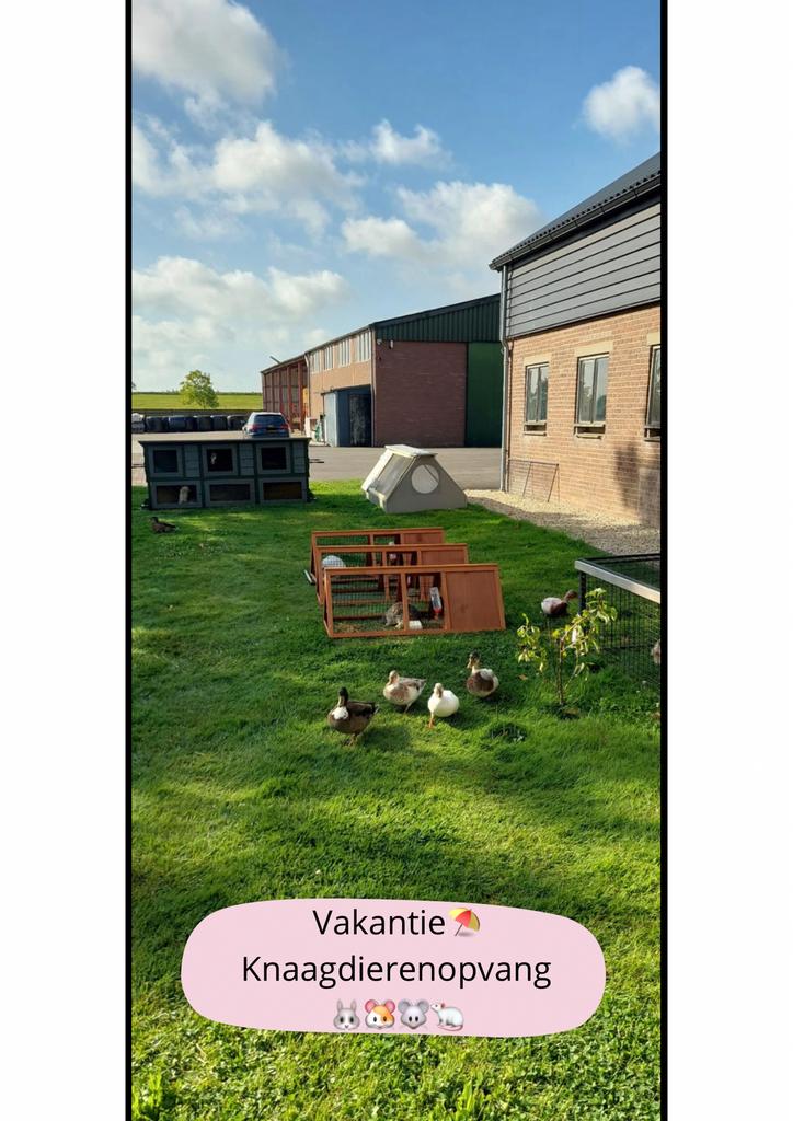 ☀️️(vakantie)OPVANG konijn🐰/cavia🐹/hamster🐭/knaagdier️☀️, Ophalen, Nieuw, Verzorging