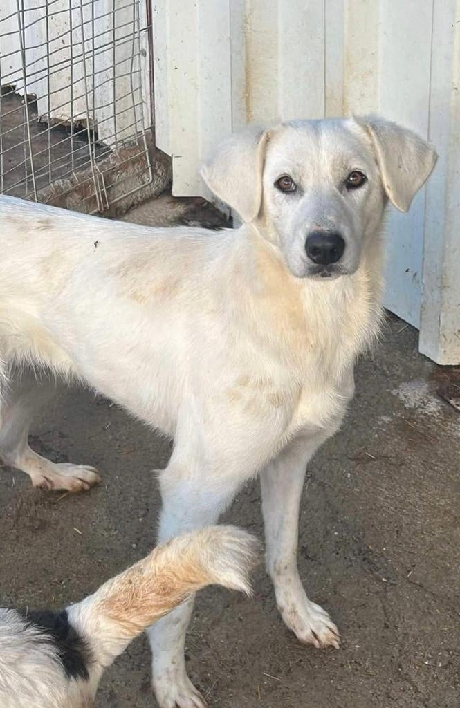 Verlegen Ellie, teefje, 5/6 jr ter opvang of adoptie, Dieren en Toebehoren, Honden | Niet-rashonden, Middel, Teef, Particulier