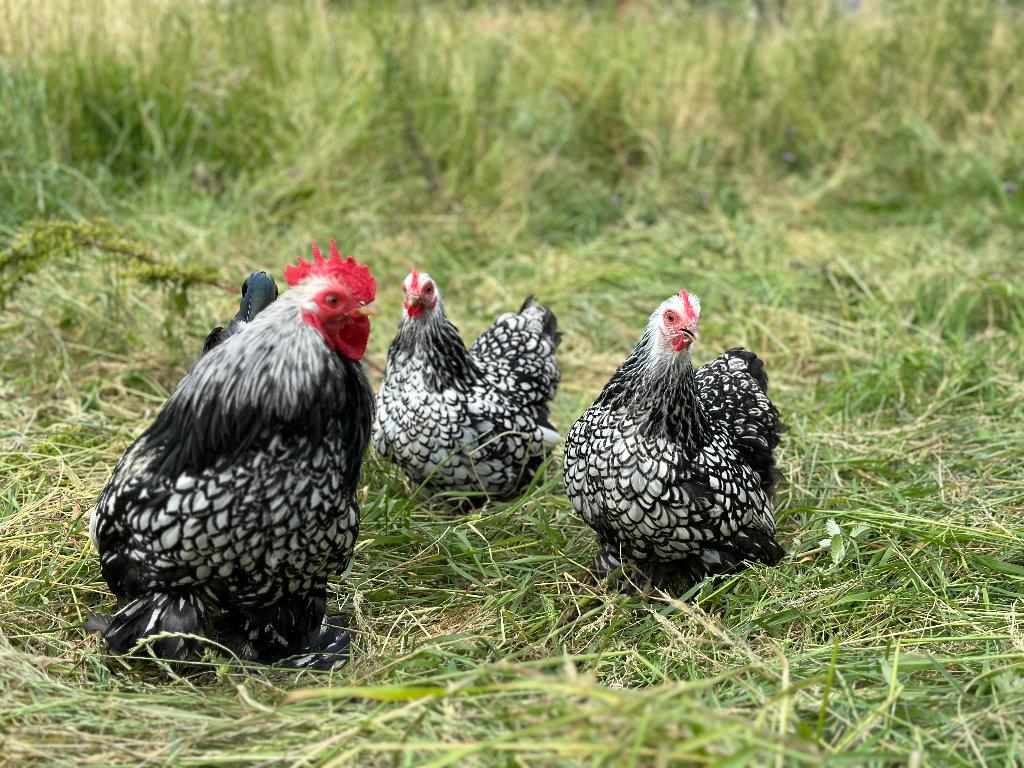 Jonge Cochin kriel zilver zwart gezoomd gesekst en ingeënt