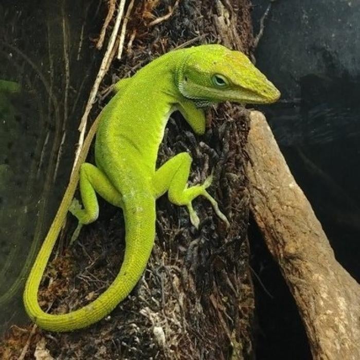 Anolis carolinensis