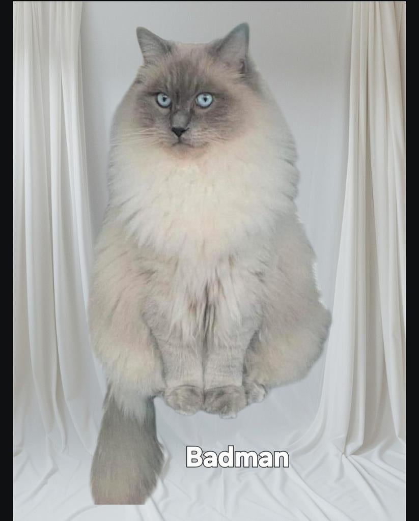 ragdoll dekkater met stamboom prachtige blauwe ogen., Dieren en Toebehoren, Poes, Met stamboom